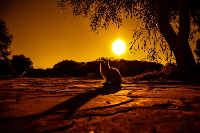 mačka sjedi pored drveta u zalasku sunca i izgleda napušteno